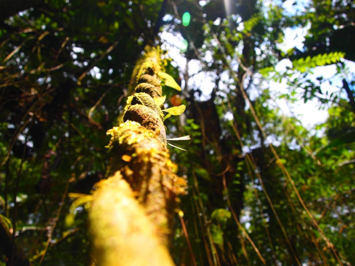 Willa Casa En Santuario Natural En La Amazonia Veracruz  Zewnętrze zdjęcie