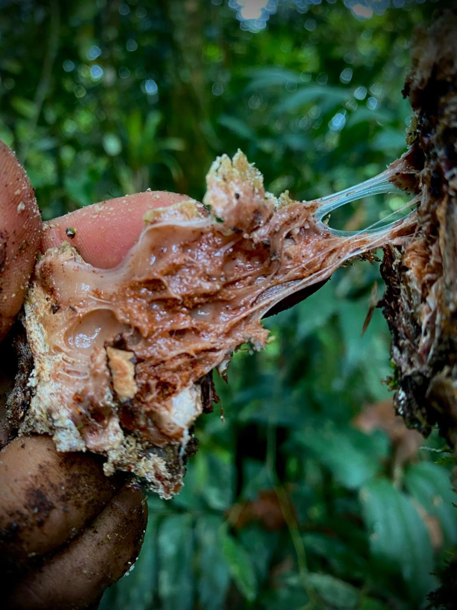 Willa Casa En Santuario Natural En La Amazonia Veracruz  Zewnętrze zdjęcie